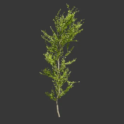 Young Tall Tree
