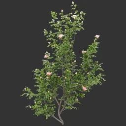 Flowering Wall  Bush Plant
