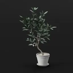 Olive Tree Potted Plant