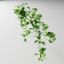 "Realistic 3D model of Artificial Tendril Philodendron Cor.v2 for Blender 3D. Inspired by real indoor plants, this untextured model features flowering vines and volumetric scattering. Created using the Bagapia addon with permission from the author."