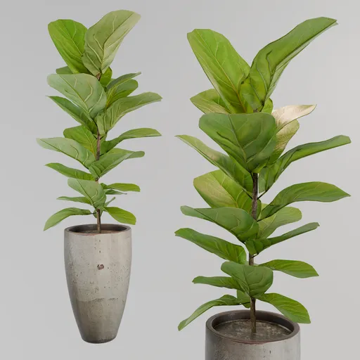 Fiddle Fig