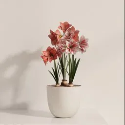 Amaryllis Blossom Pot