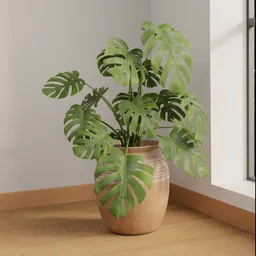 Monstera Borsigiana