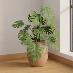 Monstera Borsigiana