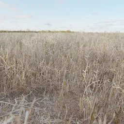 Realistic Blender 3D model of dry, broken grass, optimized for game environments.
