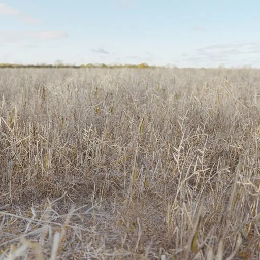Realistic Blender 3D model of dry, broken grass, optimized for game environments.