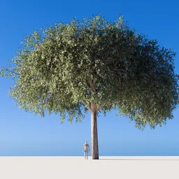 Detailed 3D model of a large, leafy tree with expansive branches, ideal for Blender 3D rendering projects.