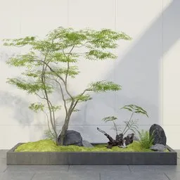 Japanese Maple Landscape