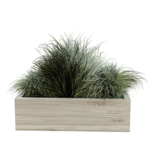 Ornamental Grass