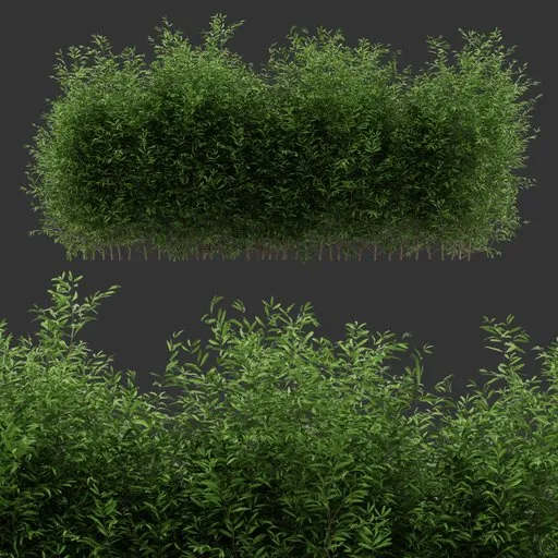 Multiple Bush Plant
