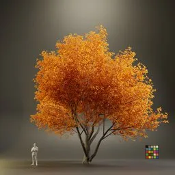 European Maple Acer Platanoide