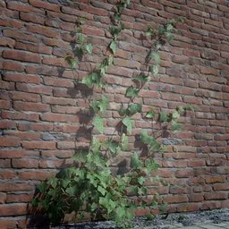 Realistic 3D ivy model climbing up a surface, designed for high-detail virtual environments and game asset creation in Blender.