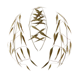 High-resolution PBR Oat Avena Sativa grass material for realistic 3D rendering in Blender and other software.