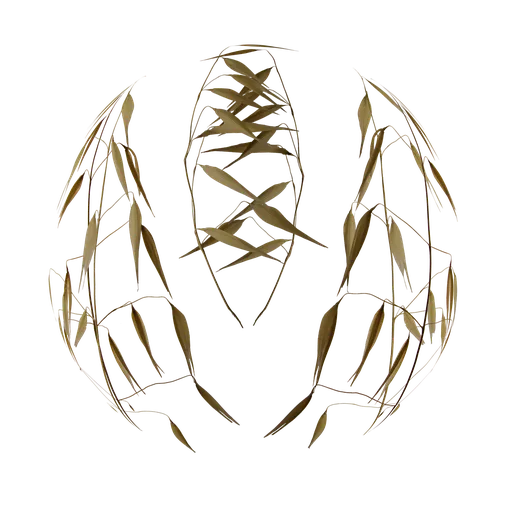High-resolution PBR Oat Avena Sativa grass material for realistic 3D rendering in Blender and other software.