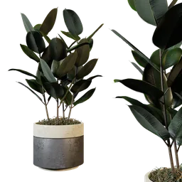 Realistic rubber plant 3D model with detailed two-textured leaves and optimized geometry for Blender rendering.