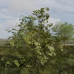 Broadleaf Dense Tree Young Wide