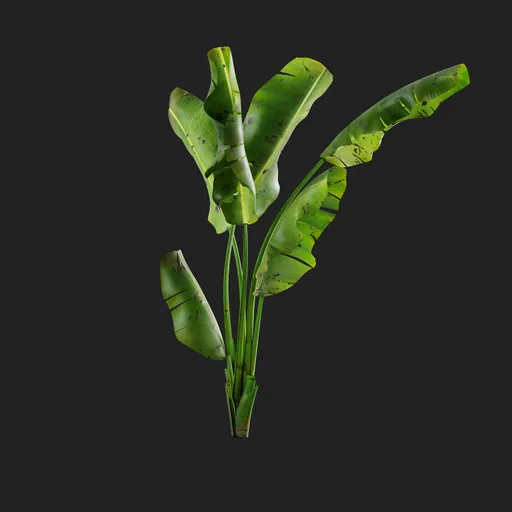 Tropical Banana Plant