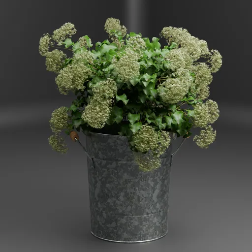 Wildflower plant