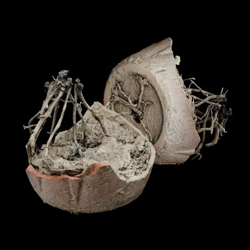 Broken Clay Pot with Dead  Roots
