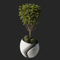 Weeping fig Plant 04