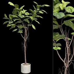 Ficus