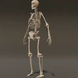 Halloween Skeleton Monster Rigged