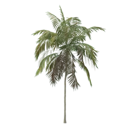 High-quality slender palm 3D model with detailed fronds, suitable for Blender rendering and tropical scenes.