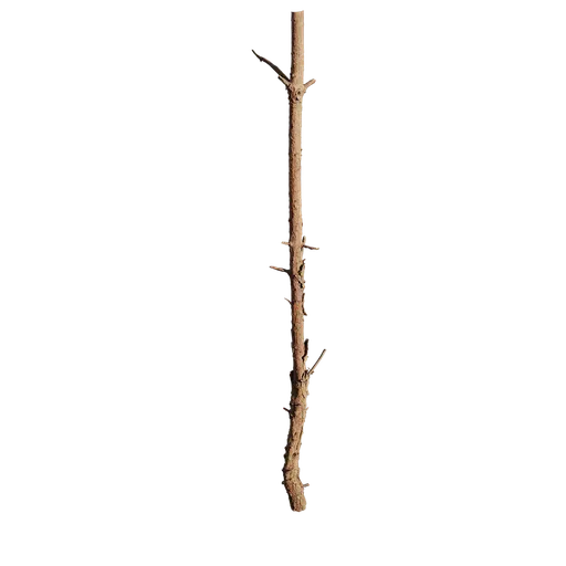 Pinus rigida Trunk