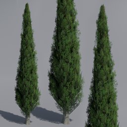 Tree Cypress MED Trim a1