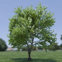Tree Acer Buergerianum animated