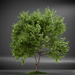 Tree Trident Maple animated