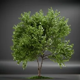 Tree Trident Maple animated
