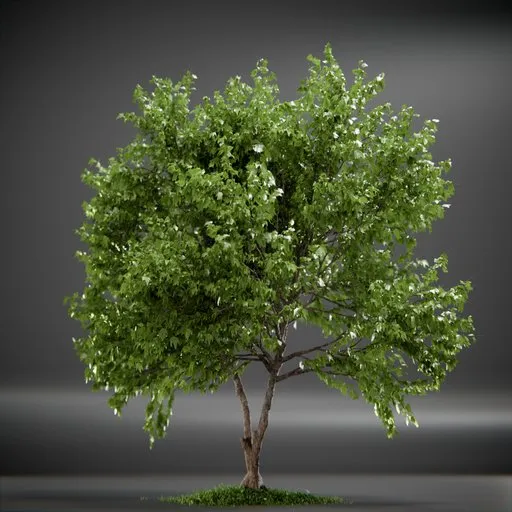 Tree Trident Maple animated