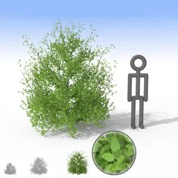 "Large Pale Bush 3D Model for Blender 3D - Perfect for Nature and Outdoor Scenes. Separate Leaves for Enhanced Realism."