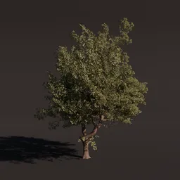 Highly detailed 3D American Alder tree model with realistic textures for Blender rendering.