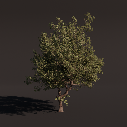 Tree Alder b1 Medium