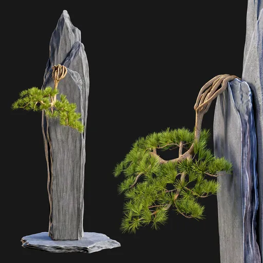 Bonsai on Rock