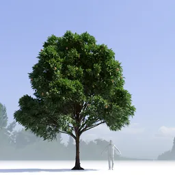 Mango Tree