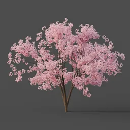 Sakura Japanese Cherry Blossom Tree