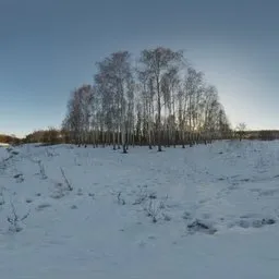 Birchwood
