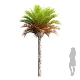 Palm Phoenix Canariensis Medium02