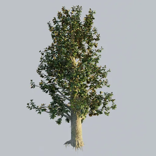 Southern Magnolia