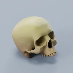 Skull