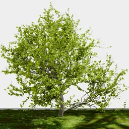 Small Cherry Tree