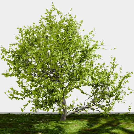 Small Cherry Tree