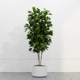 Elegant Indoor Ficus Tree
