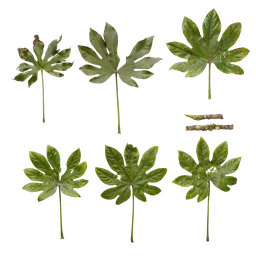 Fatsia japonica Leaf