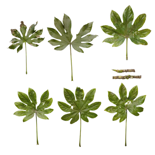 Fatsia japonica Leaf