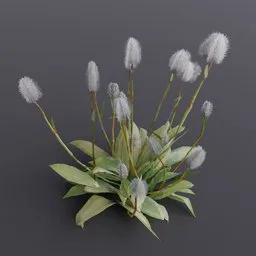 Plant Bistortoides Medium