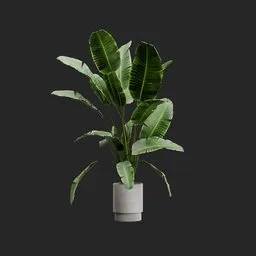 Potted Monstera Plant